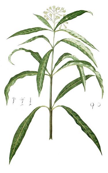 File:480px-Skimmia laureola Blanco1.128-cropped.jpg