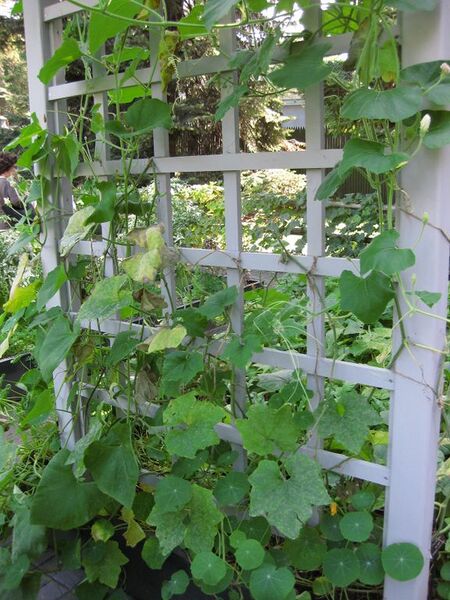 File:576px-IMG 0381 nybg09.jpg