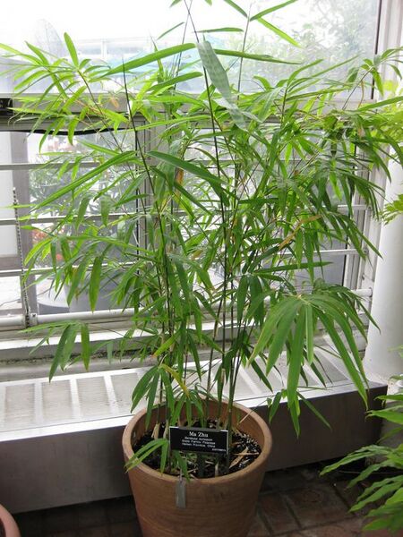 File:576px-IMG 1025 bbg09.jpg