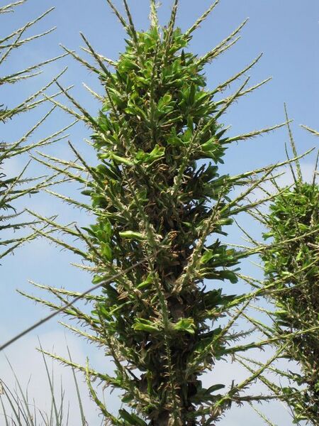 File:576px-IMG 4446 hunt0904.jpg