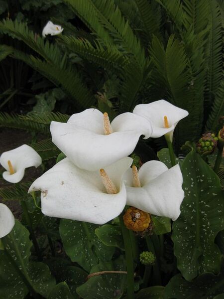 File:576px-IMG 5377 hunt0904.jpg