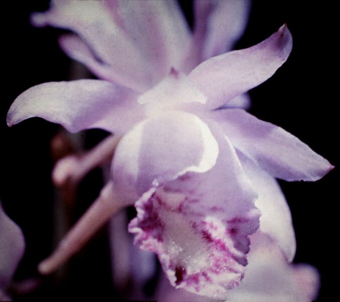 File:866px-Galeandra styllomisantha - fl.jpg