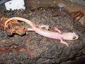 Thumbnail for version as of 17:58, 28 September 2007