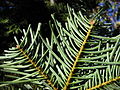A. concolor subsp. lowiana foliage underside
