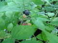 Thumbnail for version as of 06:13, 30 April 2007