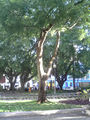 Thumbnail for version as of 13:20, 10 October 2007