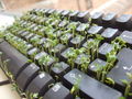 Thumbnail for version as of 05:17, 2 July 2007