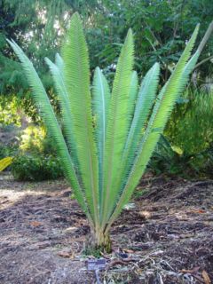 Dioon mejiae