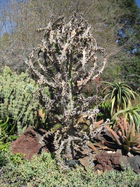 File:Euphorbia magnicapsuta-IMG 0369 hunt07.jpg