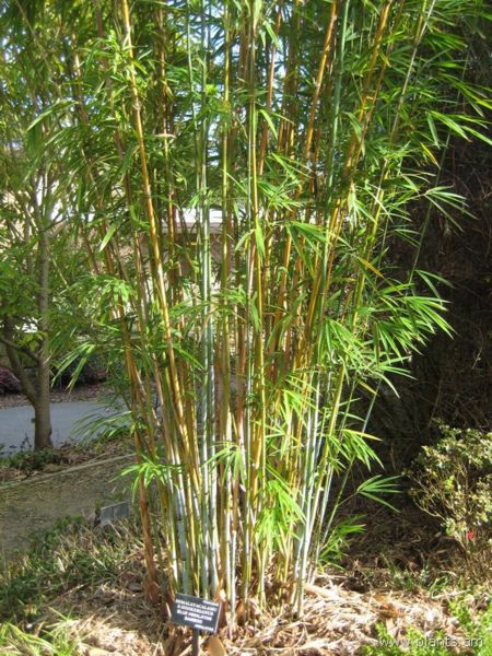 File:Himalayacalamus hookerianus-blue himalayan bamboo-IMG 7448 sfbg0308.jpg