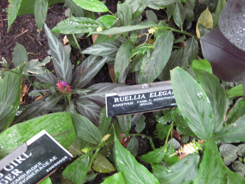 File:IMG 1203 bbg09.jpg