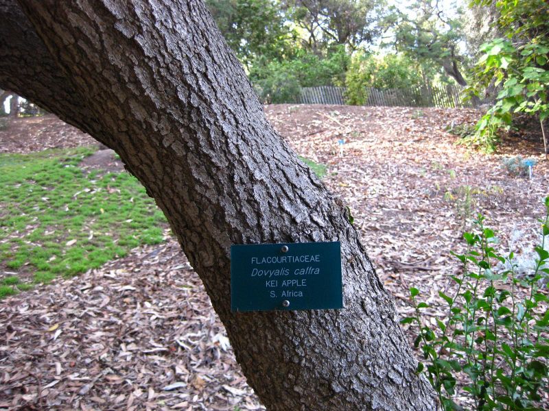 File:IMG 2546 ucla09.jpg