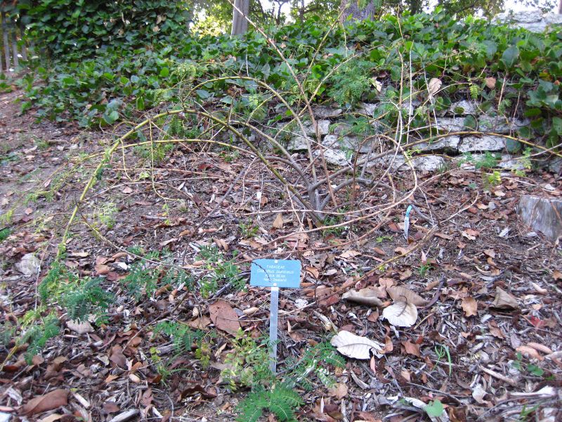 File:IMG 2601 ucla09.jpg