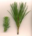 Juvenile (left) and adult foliage of Stone Pine (Pinus pinea); note dark brown scale leaves as well as needles on adult shoot
