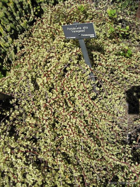 File:Portulacaria afra-variegated-IMG 0367 hunt07.jpg