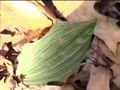 Thumbnail for version as of 07:06, 26 June 2007