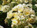 Thumbnail for version as of 14:49, 29 April 2007