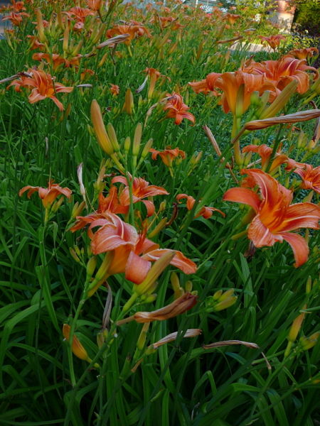 File:The Lilies -- Yesterday-678.jpg