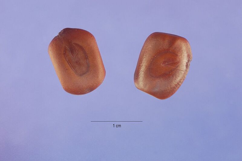 File:1024px-Acacia berlandieri seeds.jpg