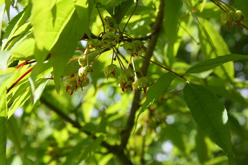 File:1024px-Acer mandshuricum flowers.jpg