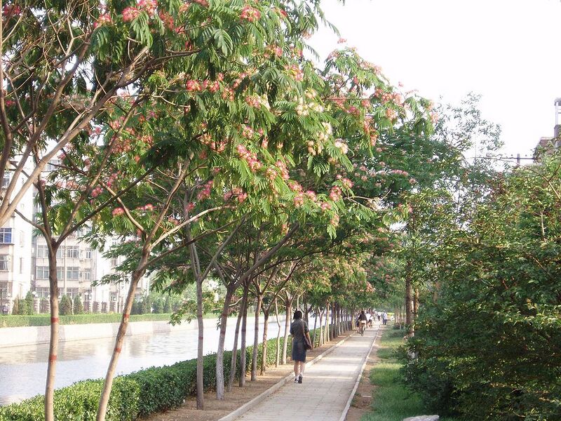 File:1024px-AlbizziaJulibrissin2.jpg