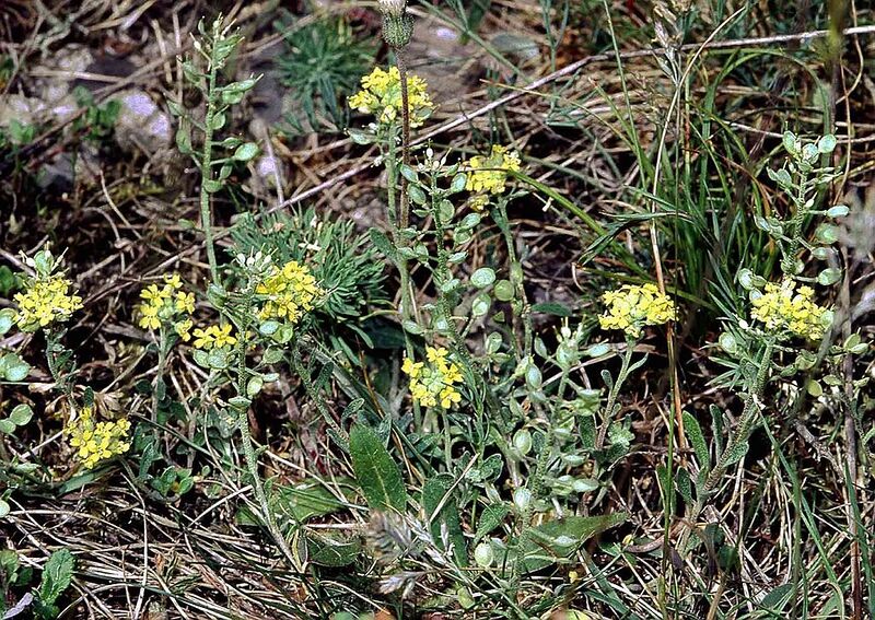 File:1024px-Alyssum montanum ssp montanum1 eF.jpg