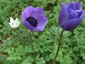 Thumbnail for version as of 09:01, 29 April 2025