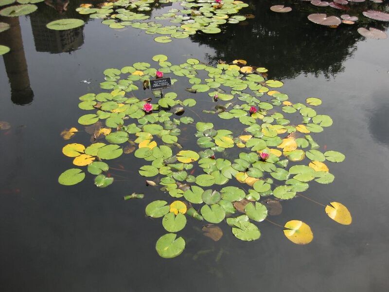 File:1024px-IMG 0771 bbg09.jpg