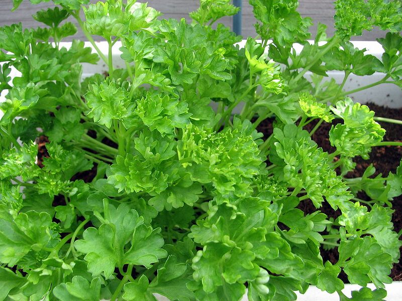 File:1024px-Parsley2.jpg