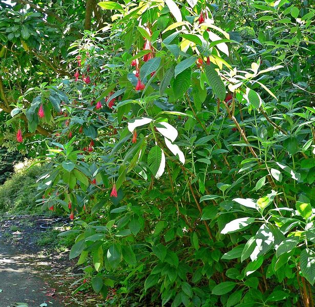 File:1050px-Fuchsia boliviana 1.jpg