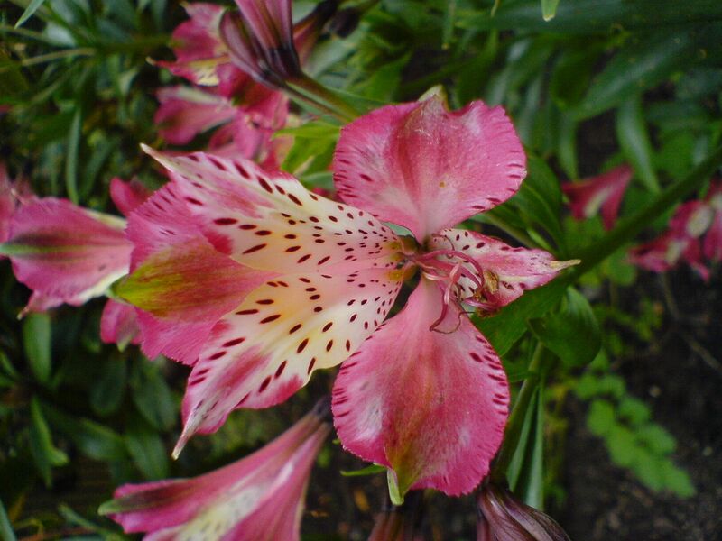 File:1280px-Alstroemeria aurea (Peruvian lily)-3163.jpg