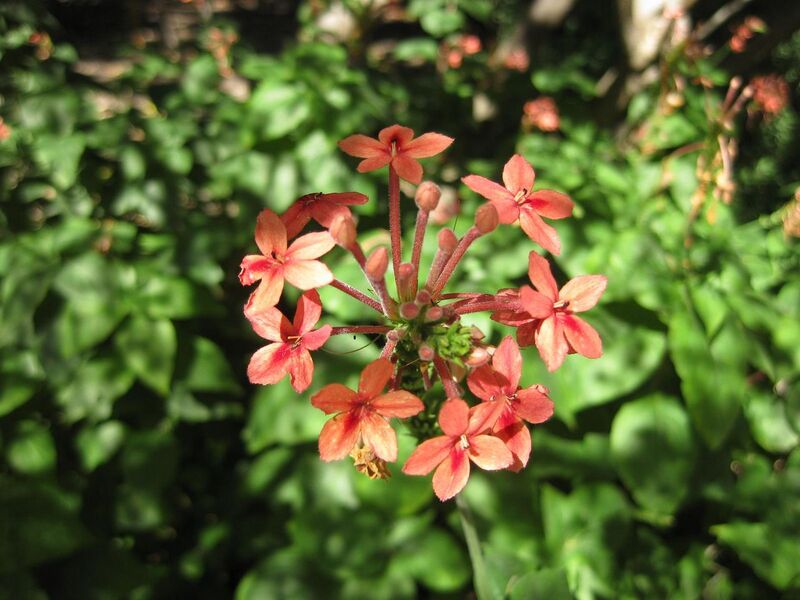 File:1280px-IMG 1921 hunt09oct.jpg