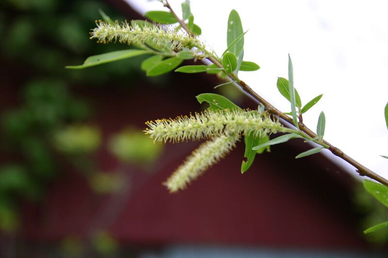 File:1280px-Salix nigra catkins 8001.JPG