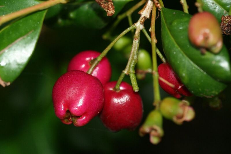 File:1280px-Syzygium australe 2.jpg