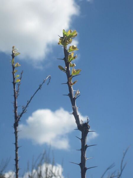 File:576px-IMG 2210 hunt0903.jpg