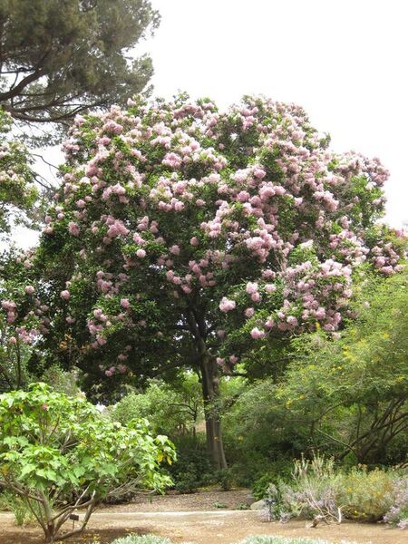 File:576px-IMG 7179 hunt09jun.jpg