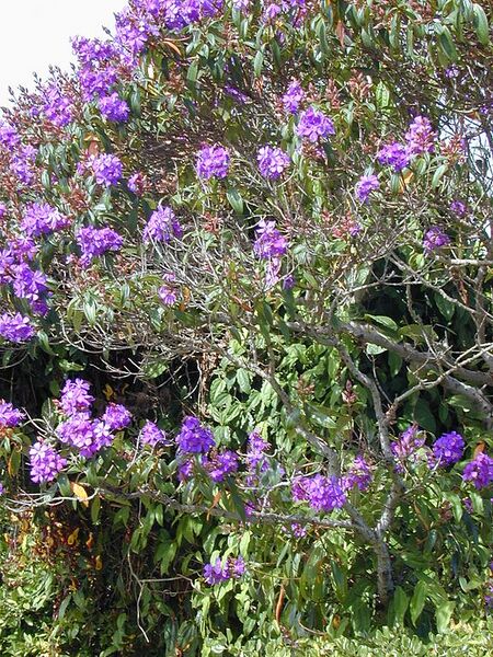 File:576px-Starr 020815-0004 Tibouchina granulosa.jpg