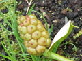 Thumbnail for version as of 23:51, 23 January 2008