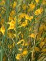 Genista aetnensis