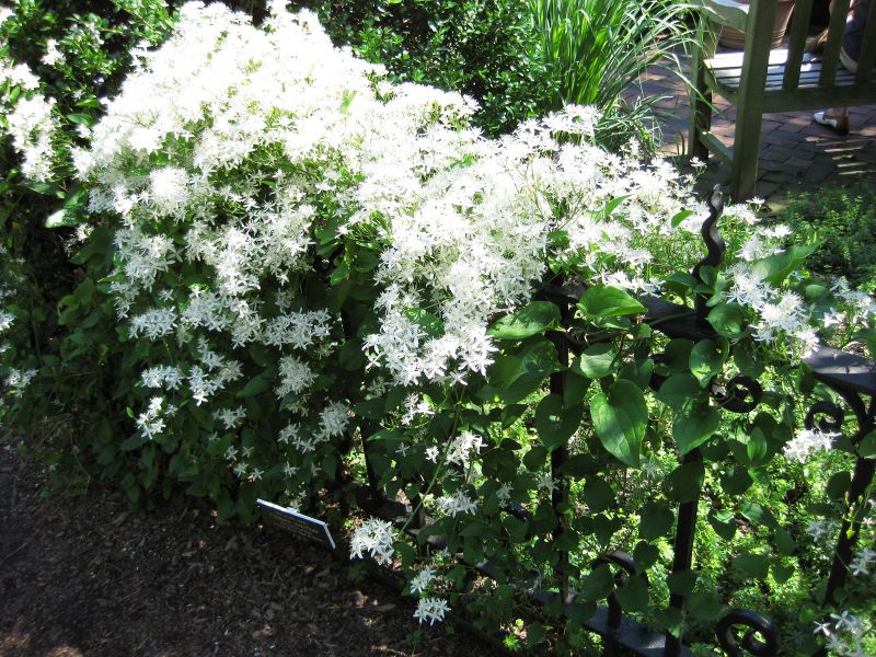 File:IMG 0236 nybg09.jpg