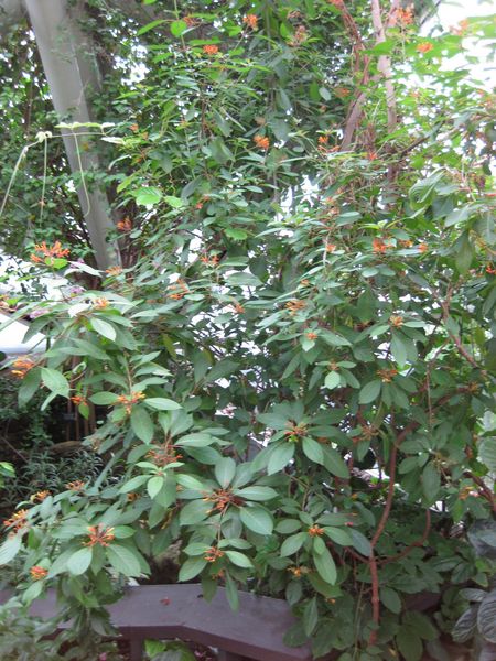 File:IMG 0961 bbg09.jpg