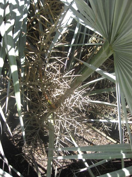 File:IMG 2076 hunt0903.jpg