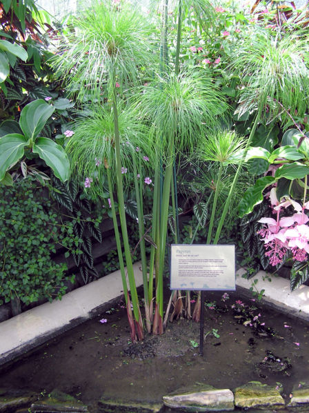 File:Kew.gardens.papyrus.plant.arp.jpg