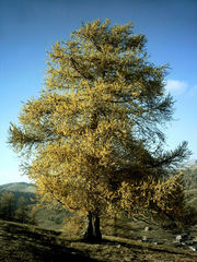 Larix decidua in autumn