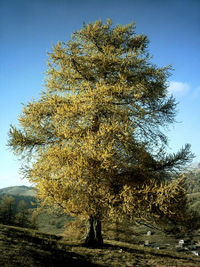 Larix decidua in autumn