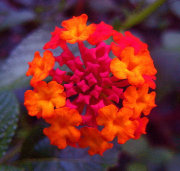 File:-6455.jpg