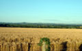 A corn field in Dorset, England.