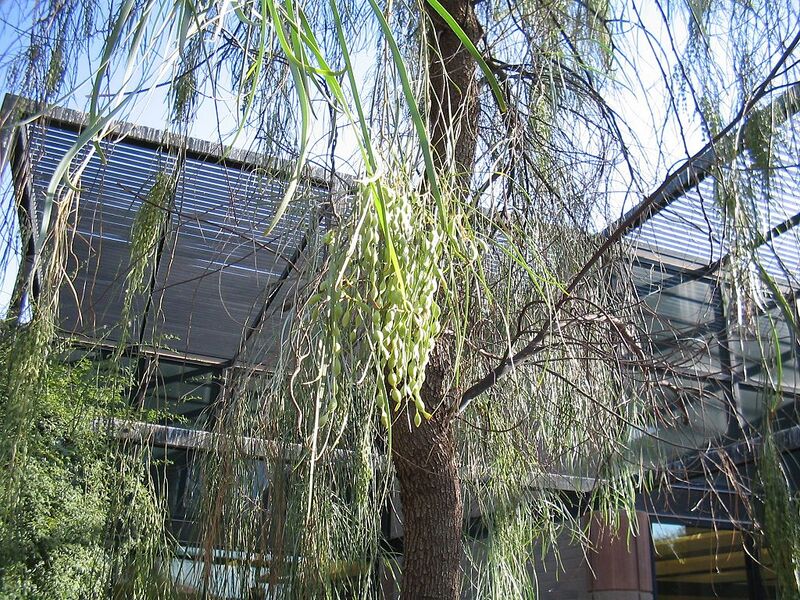 File:1024px-Acacia-stenophylla-pods3.jpg