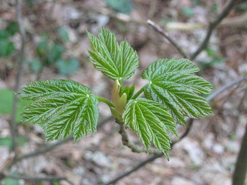 File:1024px-Acer, stage 4.JPG