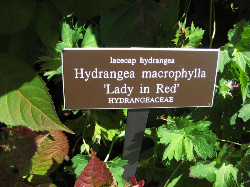 File:1024px-IMG 0036 nybg09.jpg